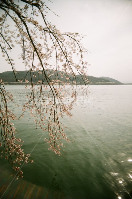 자연,풍경,식물,벚꽃,호수,수양벚나무,벚나무,보문호수,보문호,봄,햇빛,햇살,물결,빛반사,식물,자연,plants,nature,꽃,flower