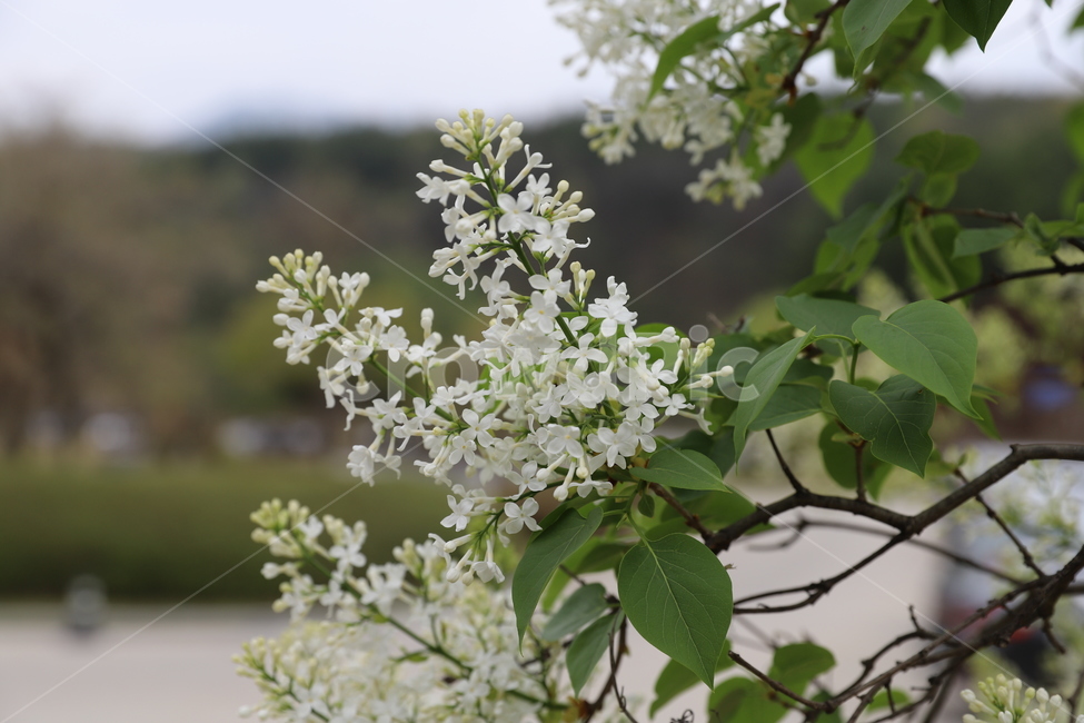 plant,식물,blossom,flower,꽃,라일락,lilac