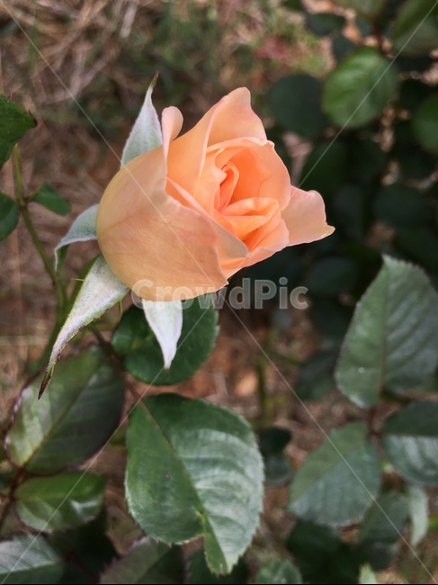 blossom,flower,꽃,rose,장미,plant,식물