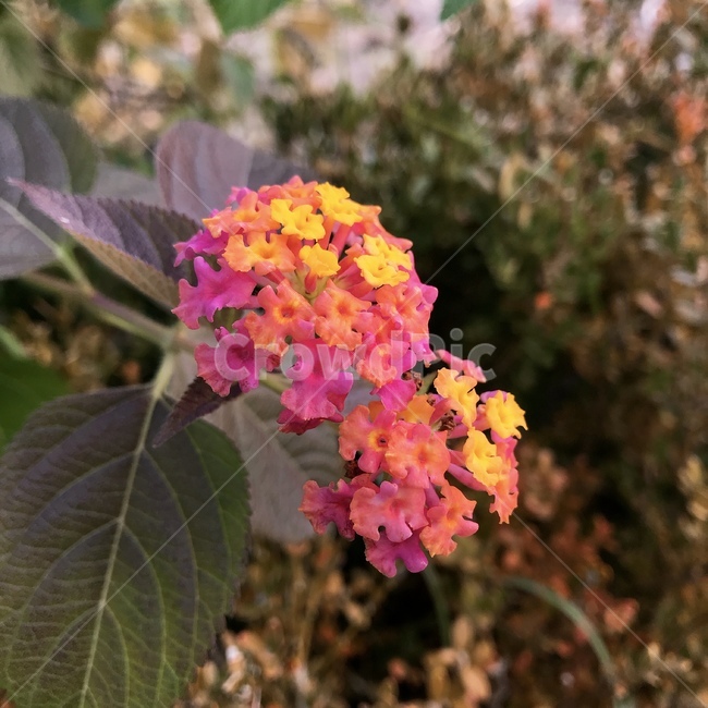 꽃,자연,flower,colorful,floral