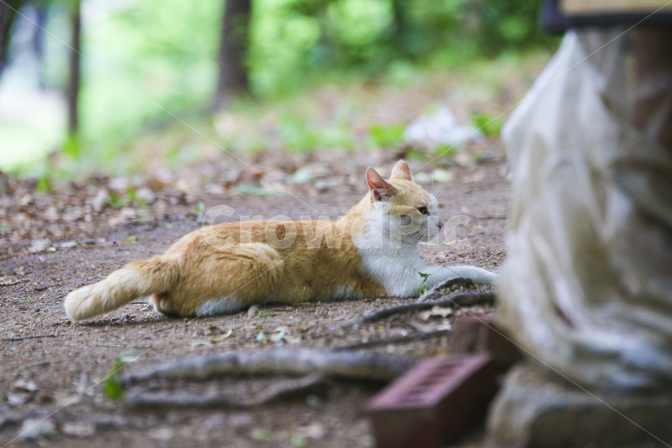 고양이,치즈냥,길고양이,길냥이,애완동물,반려동물,동물,cat,자연,동물,animal,포유류,mammal,고양이,cat,kitten,kitty