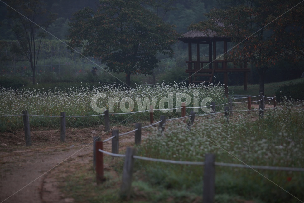 인천대공원,메밀꽃,하얀꽃,봄꽃,메밀밭,자연,풍경,nature,landscape,한국자연풍경,한국자연경관,korea nature landscape