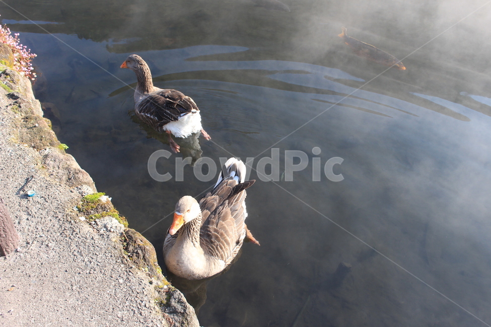 오리,동물,새,호수,청둥오리,duck,조류,anial,bird