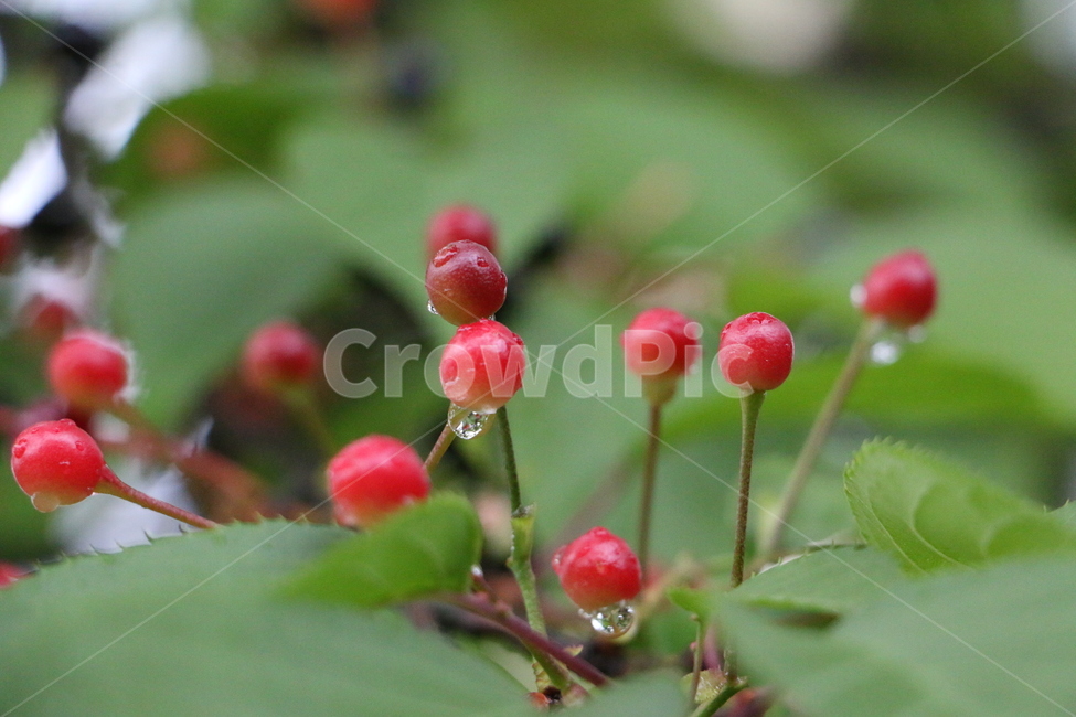 버찌,열매,cherry,이슬,fruit,식물,자연,plants,nature,과일,열매,fruit