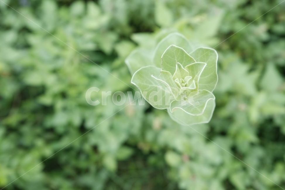 풀,잎,초록,녹색,자연,식물,자연,plants,nature