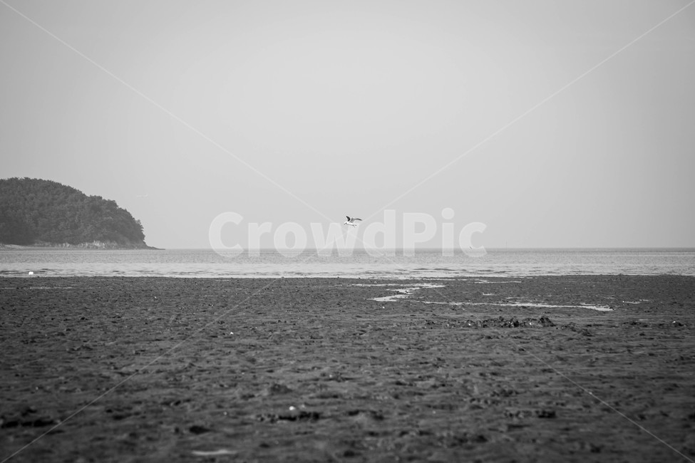바다,해변,갈매기,갯벌,흑백사진,자연,풍경,nature,landscape,흑백,모노톤,monochrome,black and white,adventure,모험,leisure activities,레저 활동
