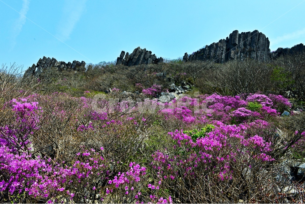 광주,무등산,무등산봄,봄,계절,서석대,입석대,주상절리대,철쭉,철쭉꽃,군락,철뚝군락,경치,경관,풍경,plant,식물,blossom,flower,꽃,outdoors,옥외,purple,보라색,nature,자연