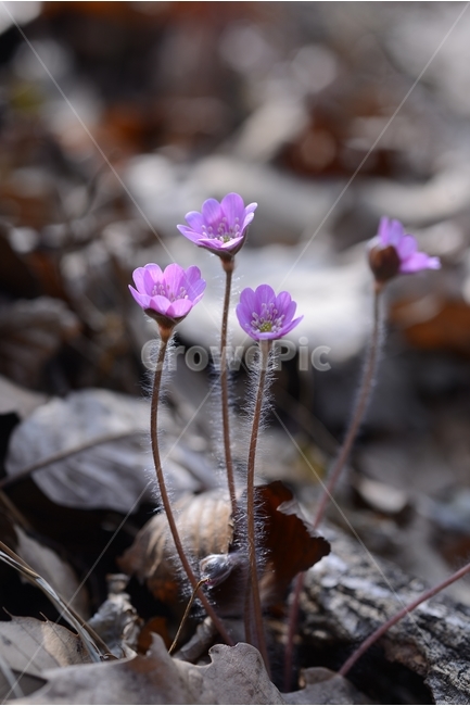 봄,꽃,봄꽃,노루귀,야생화,spring,flower,closeup,접사,근접촬영,봄,계절,spring,season,식물,자연,plants,nature,꽃,flower,plant,blossom