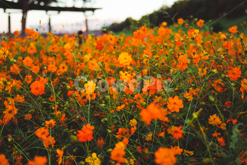 황화코스모스,코스모스,가을꽃,가을,꽃,cosmos,fall,autumn,식물,자연,nature,flower,안양천,orangecosmos,꽃밭,가을,계절,fall,autumn,season,식물,자연,plants,nature,꽃,flower,field,들,outdoors,옥외,grassland,목초지