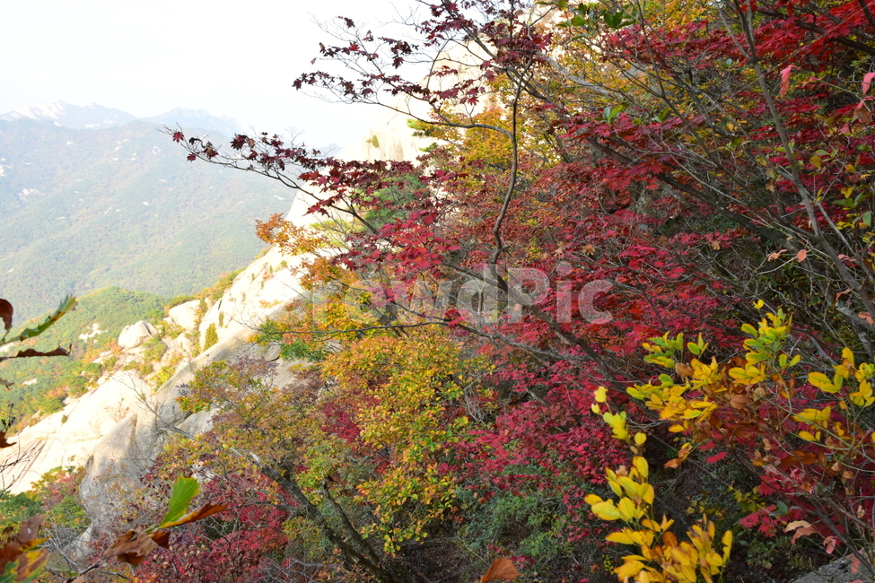 가을,단풍,자연,풍경,북한산,잎,단풍잎,붉은,나무,계절,계곡,숲,힐링,plant,fall,autumn,season,forestnature,landscape,한국자연풍경,한국자연경관,korea,tree,maple,leaf,가을,계절,fall,autumn,season,자연,풍경,nature,landscape,식물,plants,나무,trees,wood
