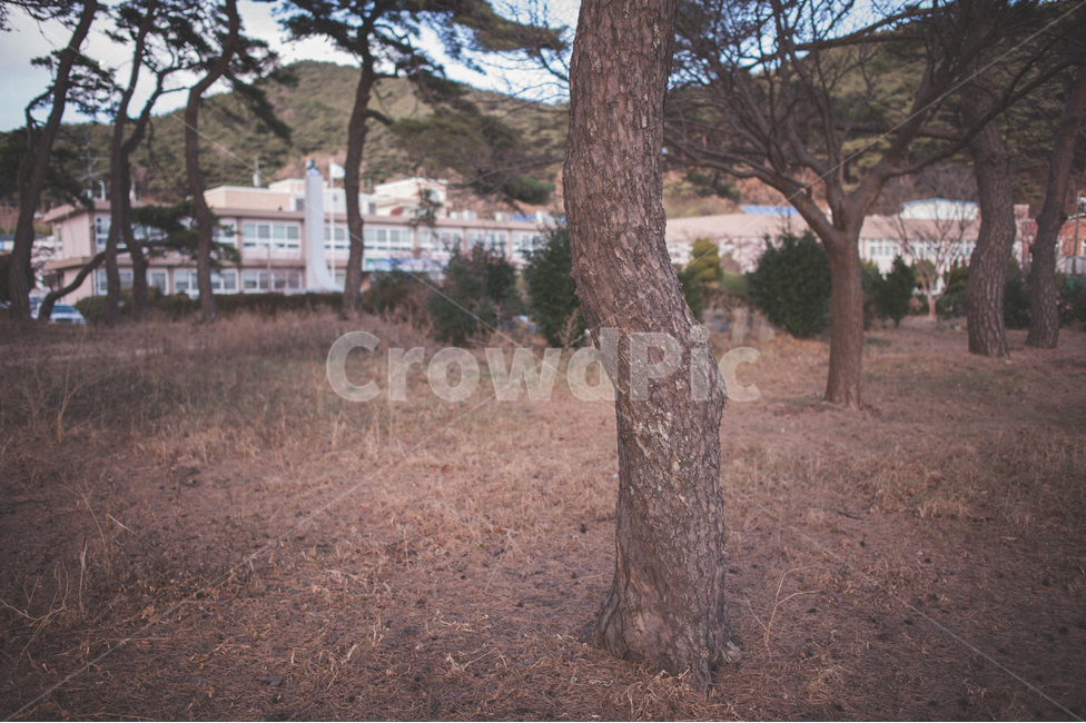 소나무,나무,숲,소나무숲,그림자,풍경,자연,식물,대한민국,인천,가을,pinetree,pineforest,autumn,wood,자연,풍경,nature,landscape,tree,plant,tree trunk,나무 줄기