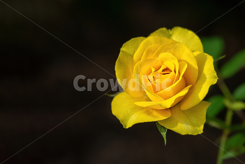 식물,flower,꽃,plant,접사