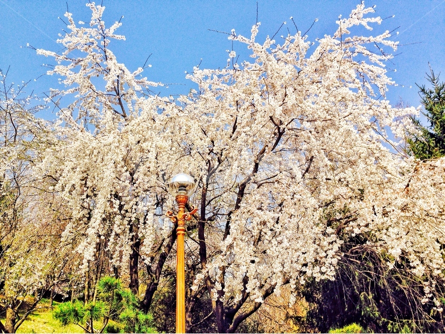 봄,spring,계절,season,벚꽃,벚꽃나무,수양벚꽃,꽃,flower,자연,nature,나무,tree,감성,감성사진,emotion,따뜻함,풍경,landscape,하늘,sky,봄꽃,봄,계절,spring,season,식물,자연,plants,nature,나무,trees,wood,plant,blossom,cherry blossom