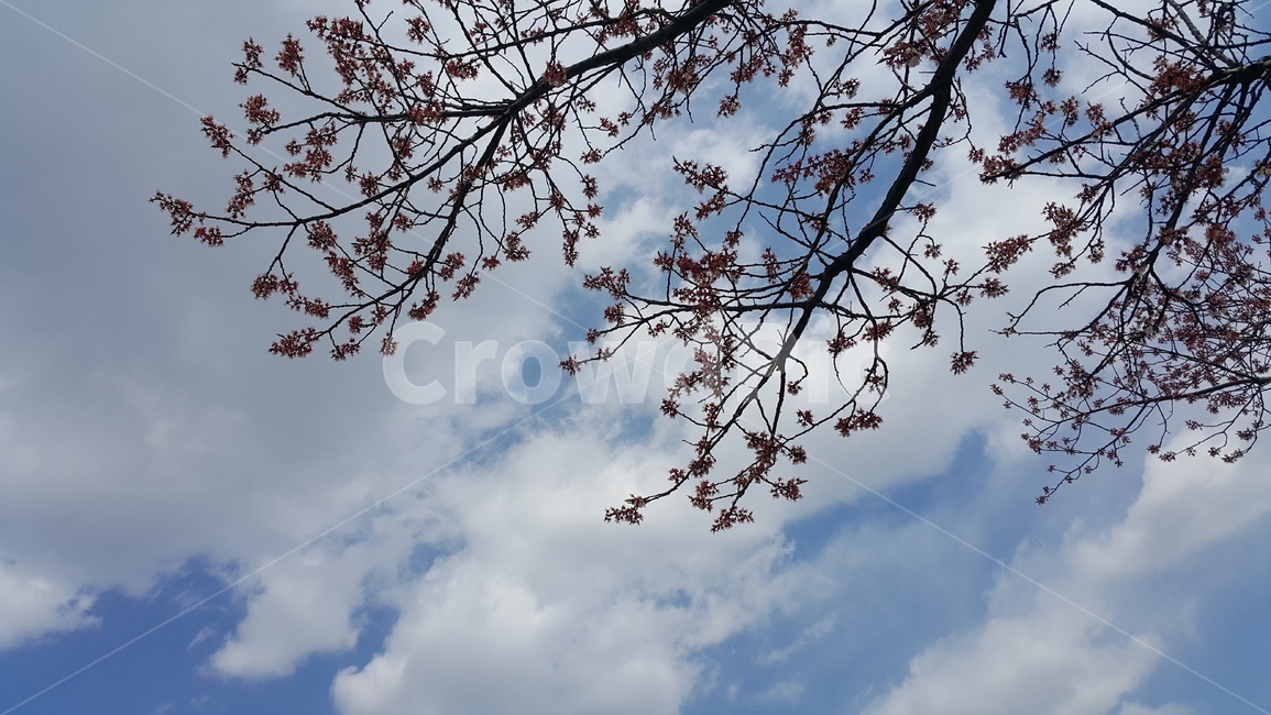 봄,벚꽃,벚꽃개화,벚꽃축제,한강,하늘배경,화창한,맑은날씨,구름,여의도,spring,flower,하늘