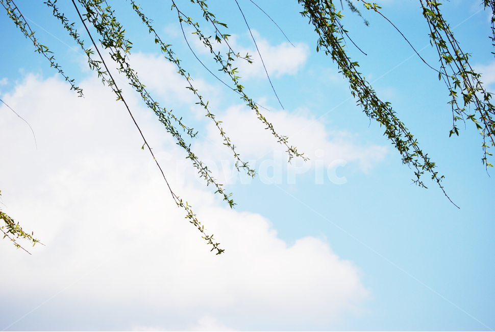 나무,하늘,늘어지다,구름,바람,tree,sky,cloud,wind,자연,풍경,nature,landscape,식물,plants,outdoors,옥외