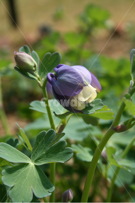 하늘매발톱,봄,봄날,봄풍경,감성,spring,flower,공원,풍경,식물,새싹,잎,초록,꽃,보라,봄,계절,spring,season,식물,자연,plants,nature,꽃,flower,plant,blossom,animal,동물,bird,새