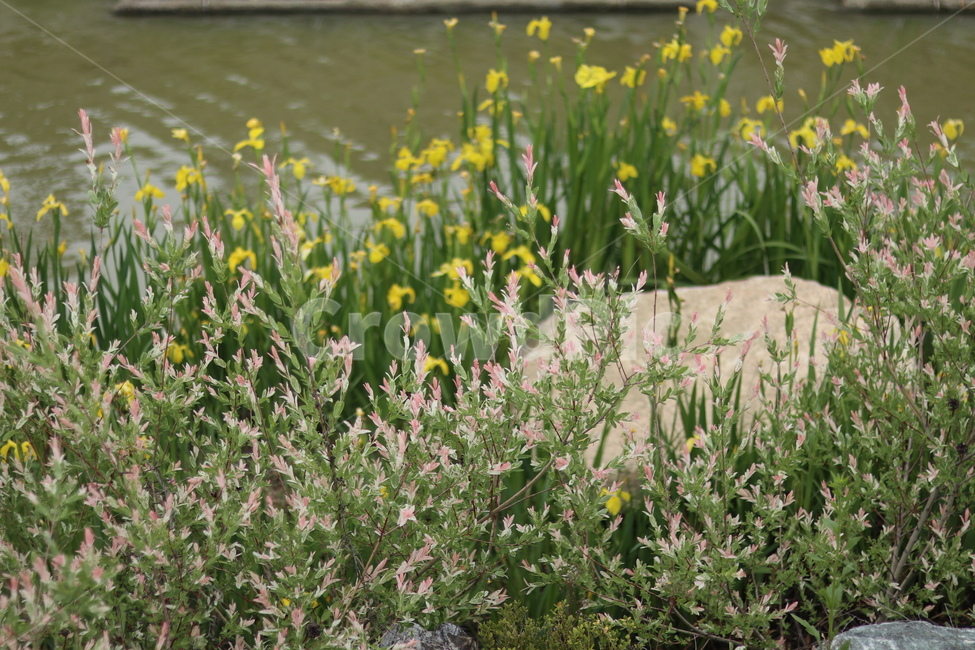오색버드나무,자연,풍경,핑크,흰색,봄,식물,자연,plants,nature