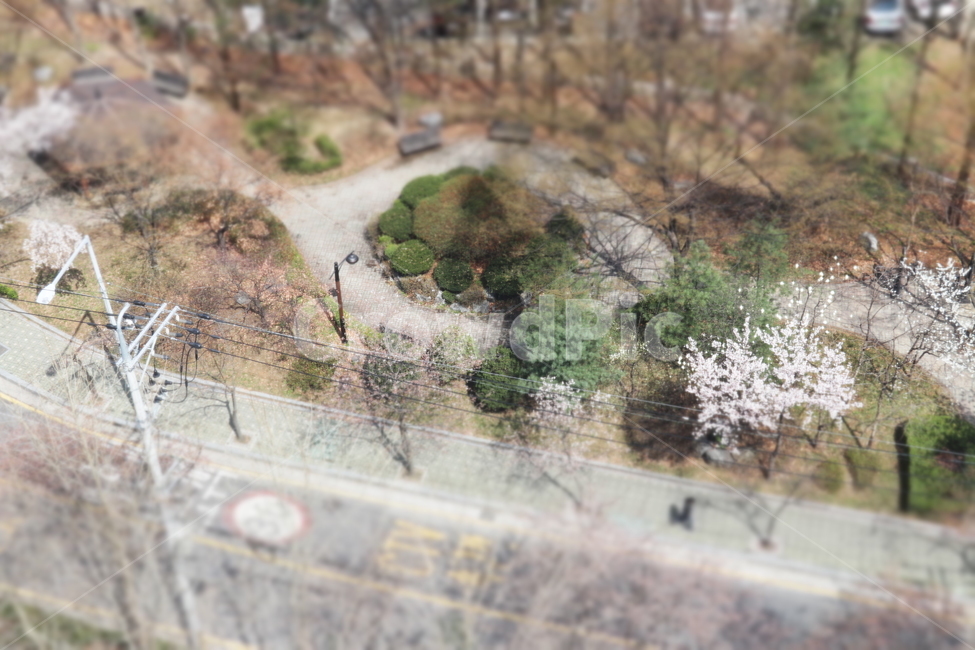 봄,미니어처,풍경,도로,낮,화사함,자연,식물,인도,길,일상,일상사진,감성,감성사진,자연풍경