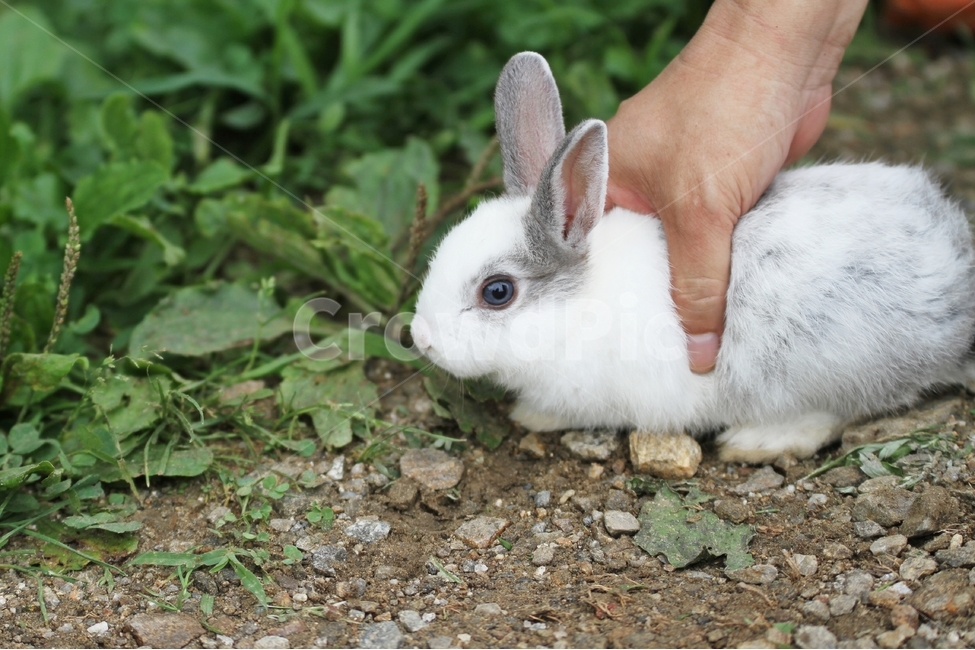 토끼사진,동물,자연,감성사진,애완동물,동물,animal,포유류,mammal