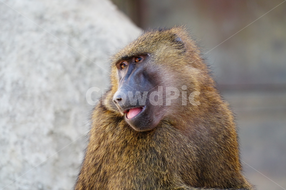 원숭이,아누비스개코원숭이,동물,animal,포유류,olivebaboon,anubisbaboon,monkey,동물,animal,포유류,mammal