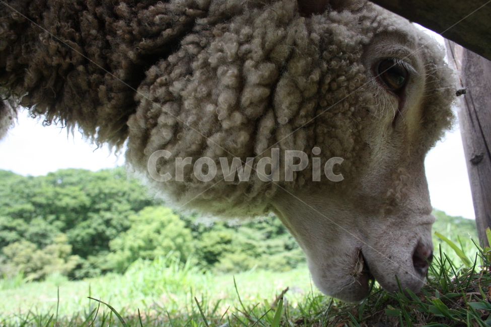 양때목장,양,강원도,동물,animal,sheep,mammal,포유류,mammal