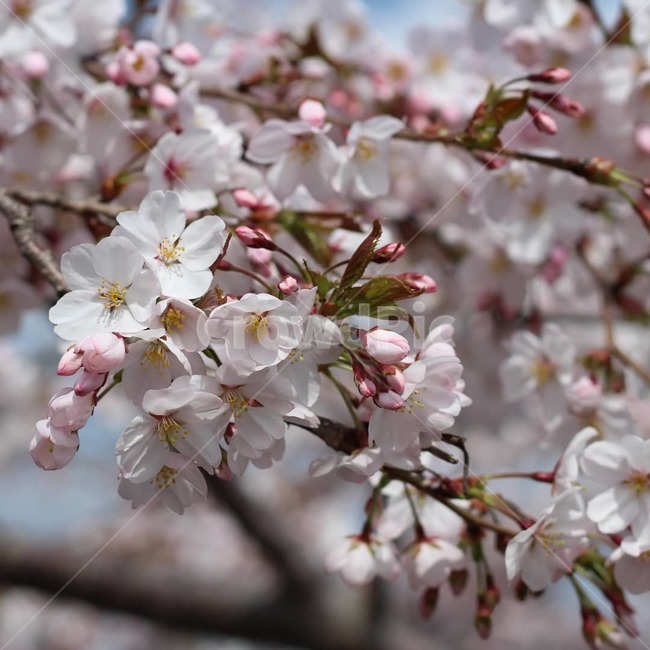 벚꽃,여수,돌산공원,꽃,꽃사진,봄,계절,spring,season,식물,자연,plants,nature,꽃,flower,plant,blossom