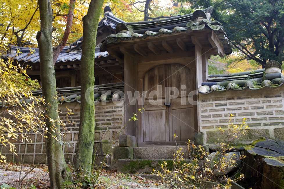 창덕궁,창덕궁후원,고궁,건축,전통건축,traditional,전통,가을,fall,나무,식물,plant,단풍,한국전통,한국문화,korean traditional,korean culture,건축물,건물외관,exterior,building,structure,architecture,construction