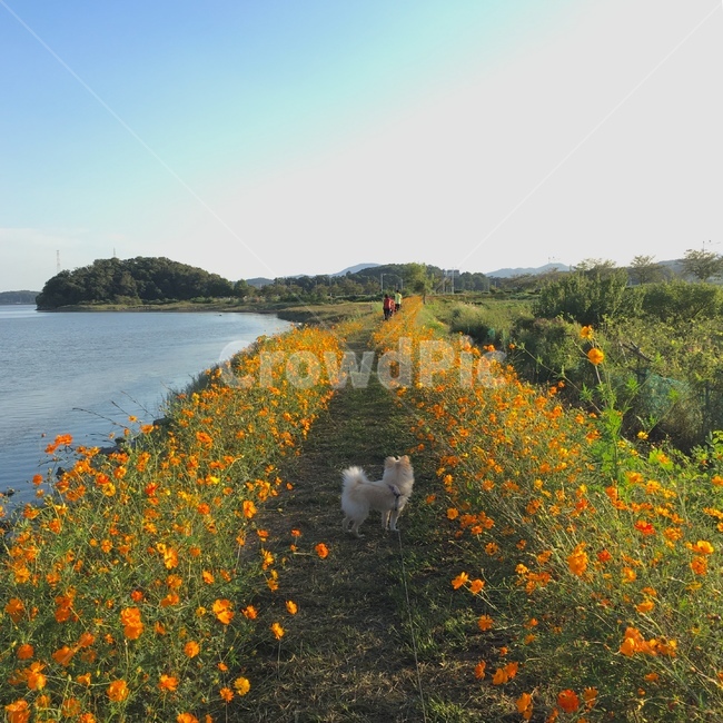 개,강아지,반려견,꽃밭,꽃,코스모스,풍경,경치,가을,계절,fall,autumn,season,동물,animal,포유류,mammal,개,강아지,dog,doggy,nature,자연,outdoors,옥외