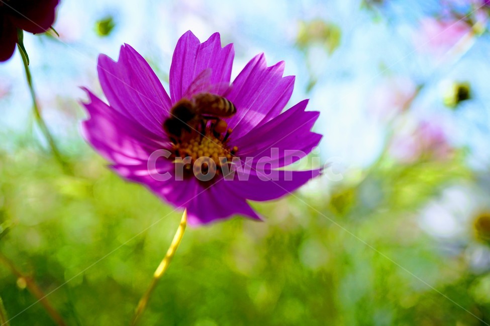 꽃,코스모스,가을,벌,핑크,자연,가을,계절,fall,autumn,season,식물,자연,plants,nature,꽃,flower,동물,animal,곤충,벌레,insect,bug,bee,invertebrate,무척추 동물,honey bee,꿀벌