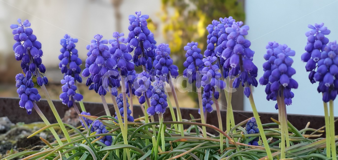 plant,식물,자주빛,purple,초롱꽃,꽃