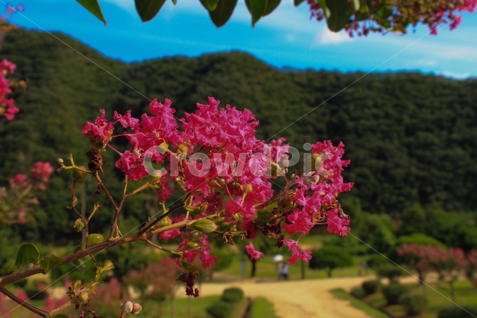 병산서원,배롱나무,꽃,산,나무,하늘,구름,풍경,감성,힐링