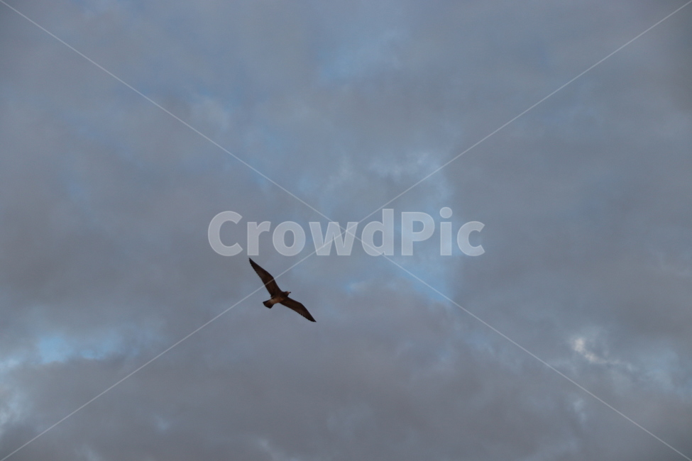 flying,나는,animal,동물,bird,새,비상,동물,animal,조류,새,birds
