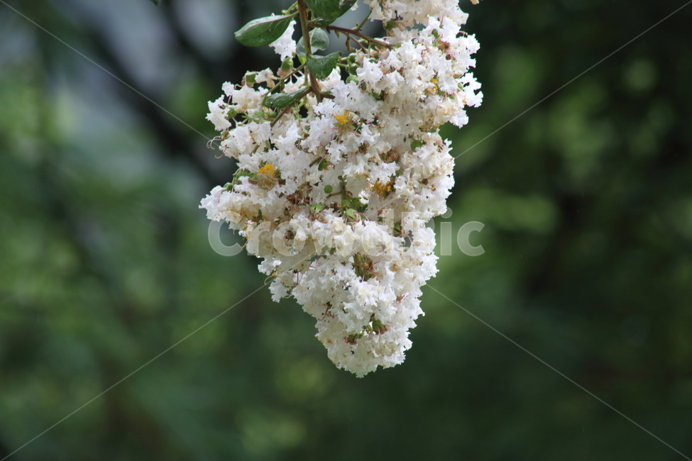배롱나무,배롱나무꽃,꽃,식물,crapemyrtle,여름