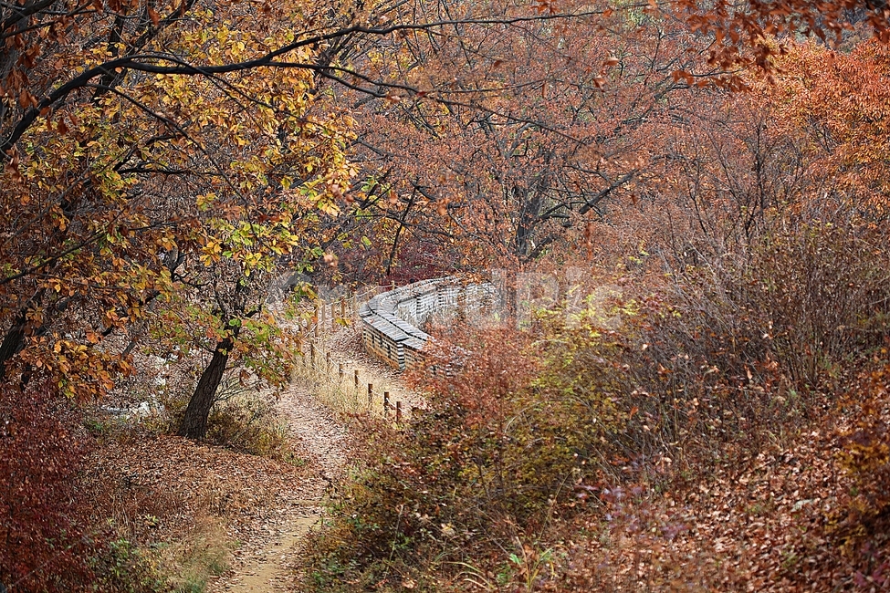 남한산성,성,성곽,단풍,낙엽,길,둘레길,담,돌담,가을,자연,풍경,벽,울긋불긋,산성,식물,숲,숲길,가을,계절,fall,autumn,season