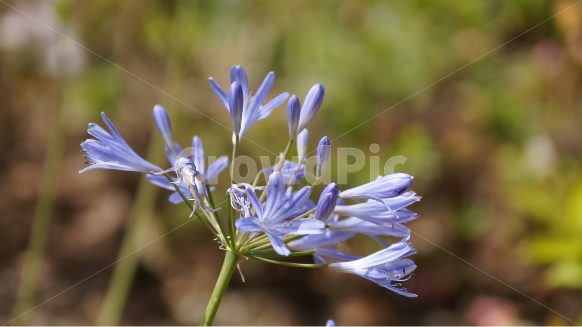 봄꽃,꽃,자연,풍경,꽃축제,야생화,봄,계절,spring,season,식물,자연,plants,nature,꽃,flower,plant,agapanthus,아가 판 투스,blossom