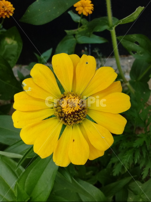 백일홍,국화과,원예식물,꽃,플라워,관상식물,zinnia