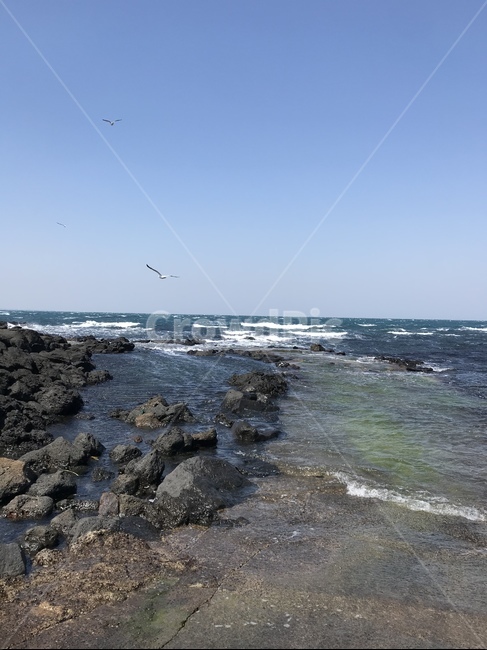 바다,제주도,돌,파도,새,자연,nature,풍경,자연풍경