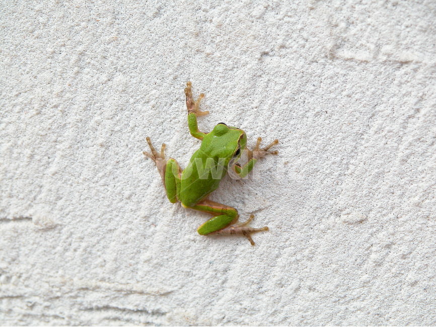 청개구리,개구리,벽에붙은개구리,개구리발바닥,개구리손바닥,개구리눈,녹색개구리,개구리모양,동물,animal,파충류,양서류,reptile,amphibian