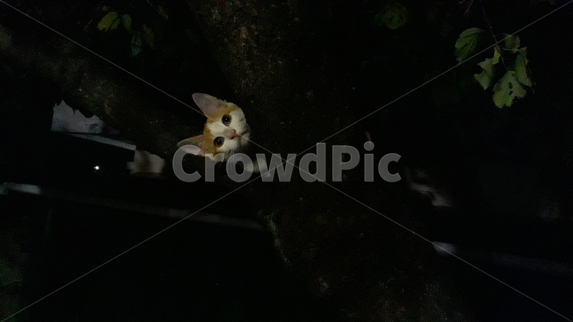 고양이,귀여운,cat,쫑긋,빼꼼,까꿍,냐옹이,애옹이,길고양이,반려동물,애완동물,pet,사랑스러운,애교
