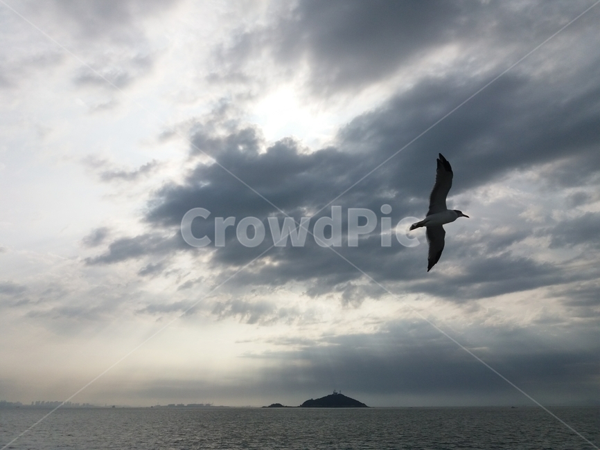 갈매기,섬,바다,풍경,자월도,구름,동물,animal,조류,새,birds