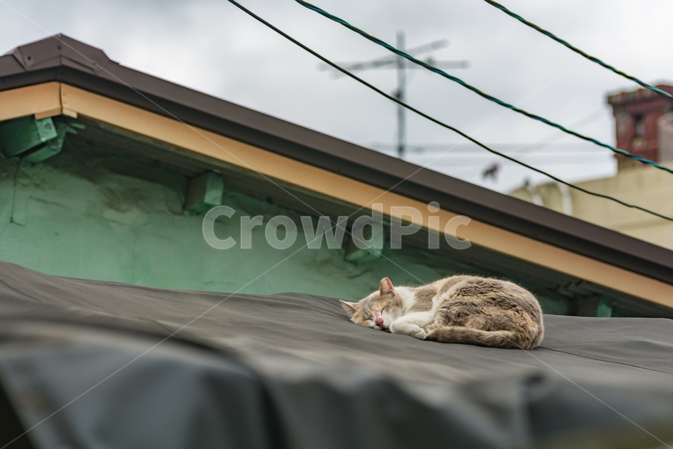 고양이,잠,지붕,얼룩무늬,전선,동물,animal,포유류,mammal,고양이,cat,kitten,kitty