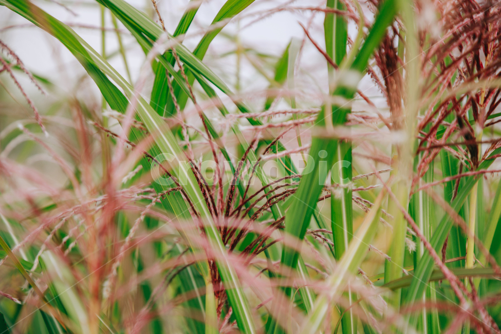 갈대,가을,식물,자연,초록,억새,가을,계절,fall,autumn,season,식물,자연,plants,nature,grass,잔디,plant,lawn,vegetation,초목