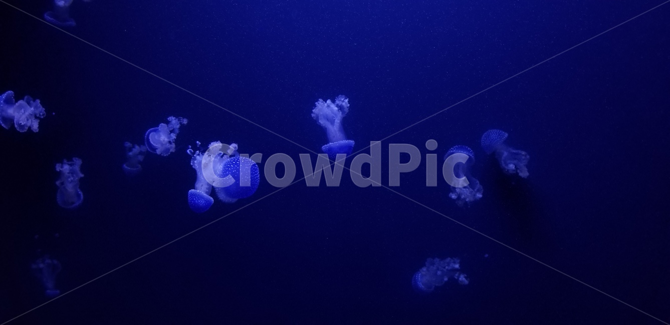 수족관,미국,아쿠아리움,aquarium,동물,수중생물,animal,america,blue,파랑,해파리,jellyfish,light,빛