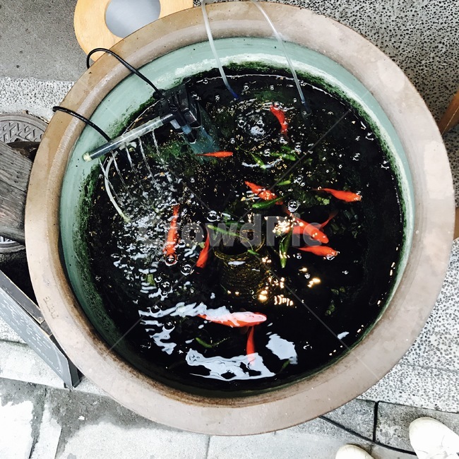금붕어,goldfish,물,water,fishbowl,어항