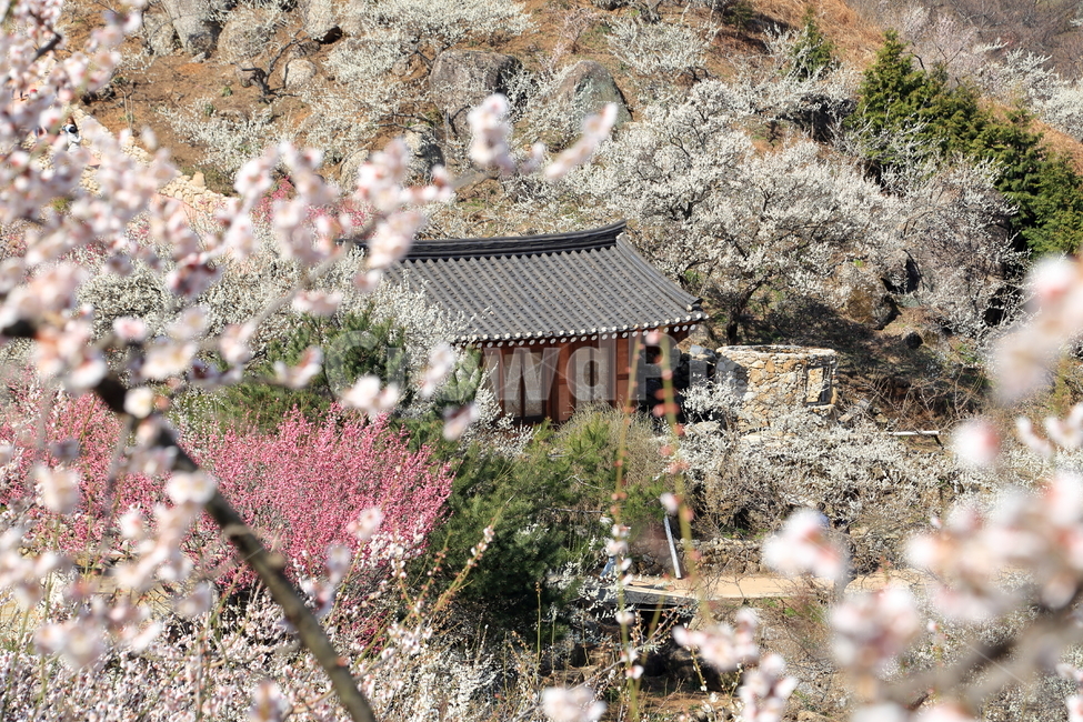 광양,광양벚꽃축제,벚꽃축제,섬진강,벚꽃풍경,봄,계절,spring,season,자연,풍경,nature,landscape,한국자연풍경,한국자연경관,korea nature landscape,outdoors,옥외,building,건물