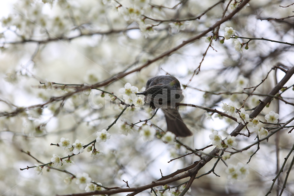 새,꽃,봄,직박구리,bird,flower,spring,매화,blossom,봄,계절,spring,season,식물,자연,plants,nature,꽃,flower,동물,animal,조류,새,birds,plant