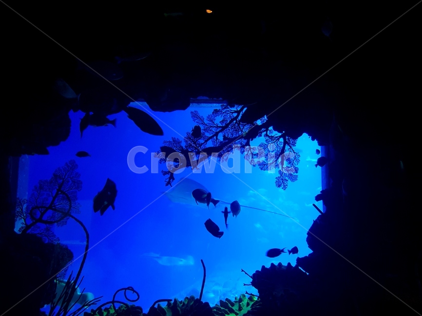 aquarium,아쿠아리움,물고기,fish,shadow,동물,animal,어류,물고기,fish