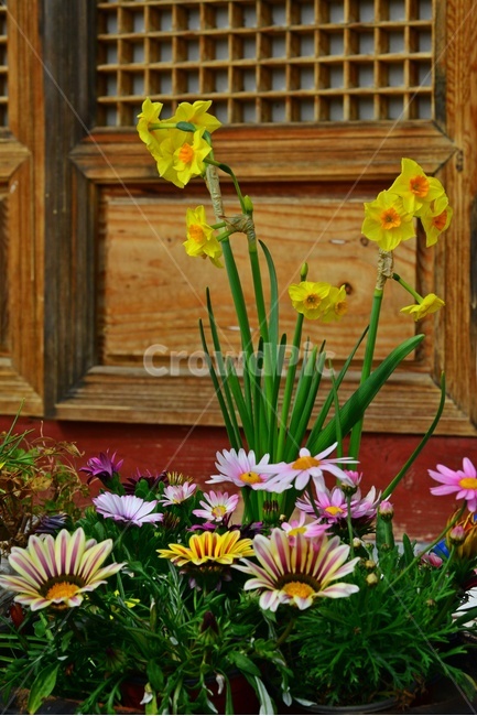 plant,식물,flower,blossom,꽃,수선화,나팔수선화,창문,창문틀,화분,봄꽃,봄,계절