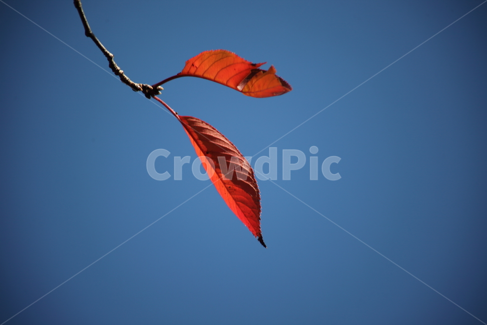 잎,단풍,벚나무잎,redleaves,leaf,가을,계절,fall,autumn,season