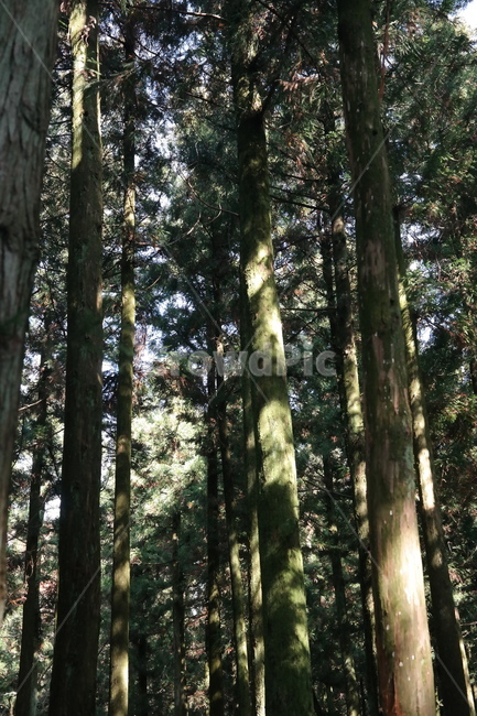 숲,나무,풀,햇빛,자연,나무들,숲길,산,그린,초록색,날씨,빛,자연,풍경,nature,landscape,식물,plants,나무,trees,wood,tree,plant
